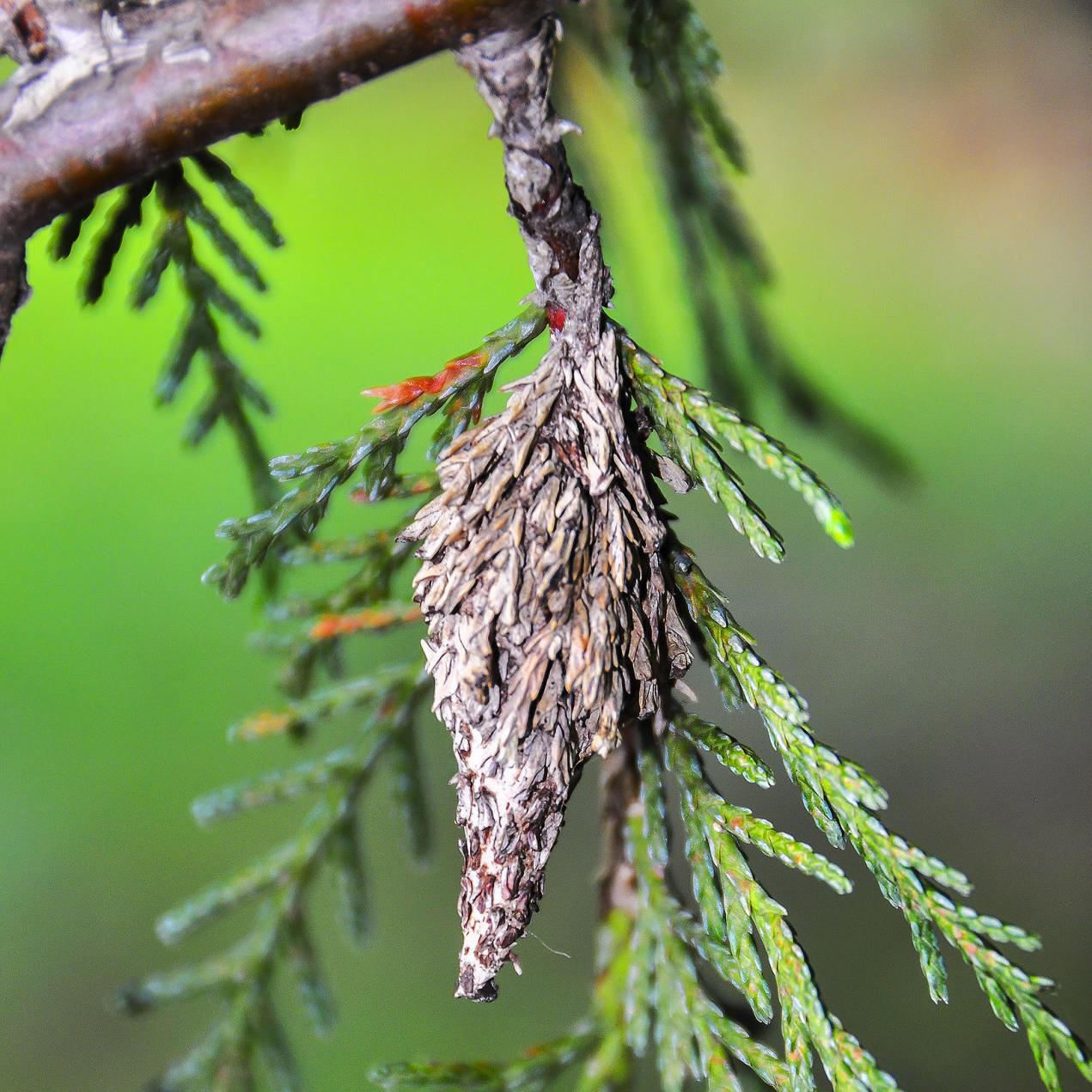 bagworm cacoon