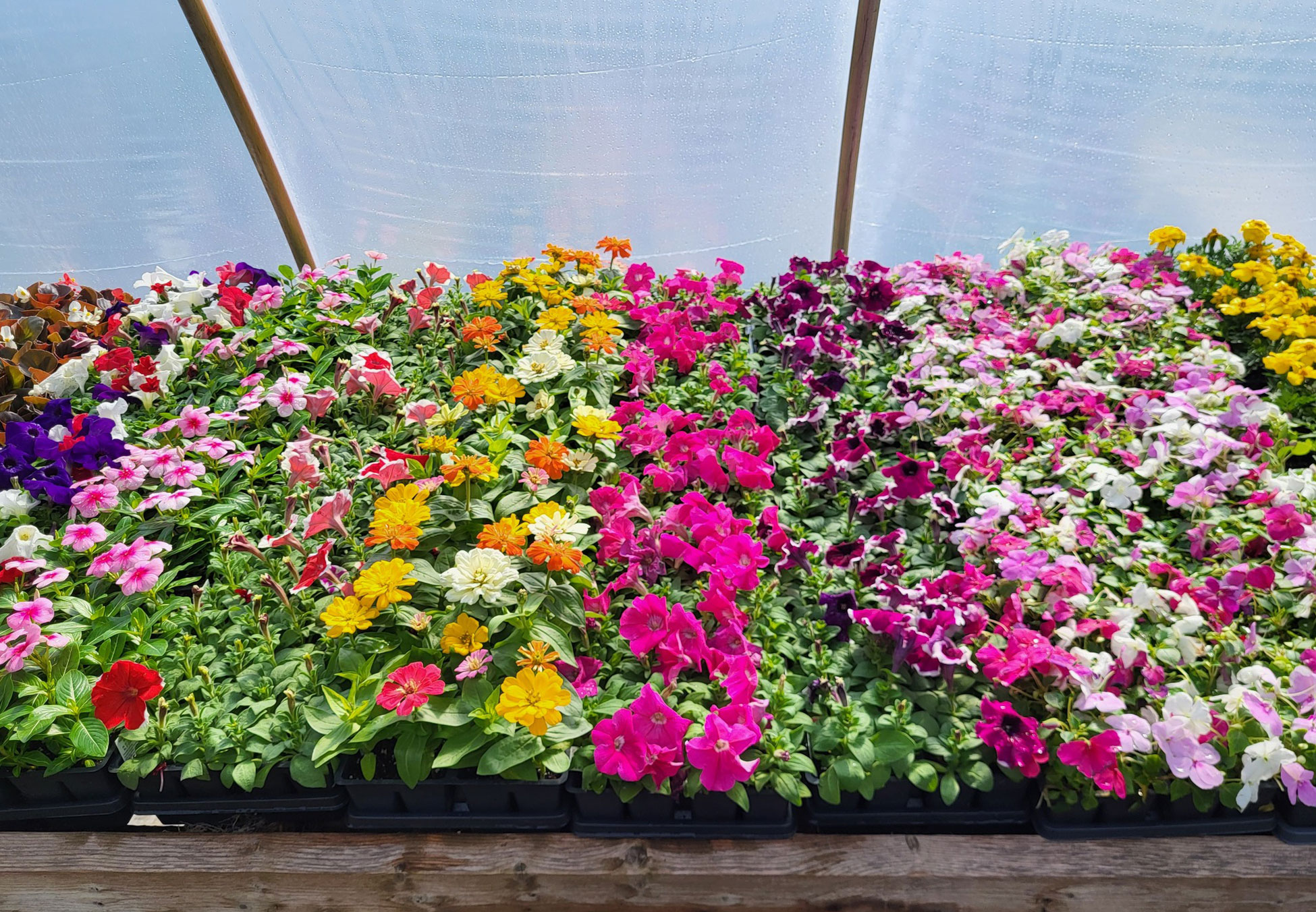 Metzger Landscaping Garden Center nursery plants