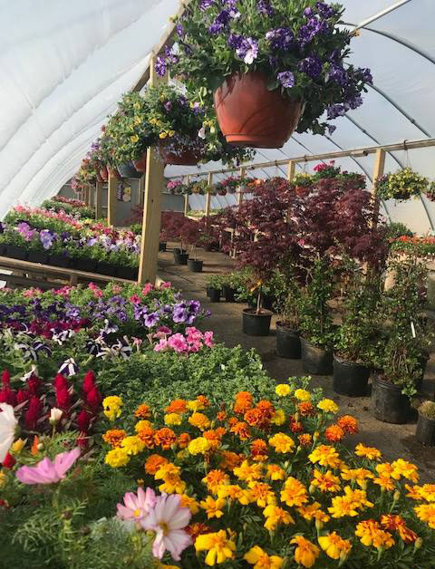 Metzger Landscaping Garden Center nursery plants