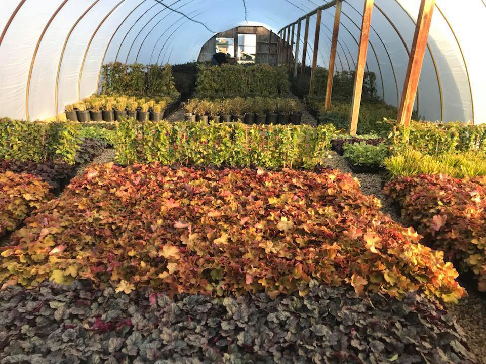 Metzger Landscaping Garden Center nursery plants